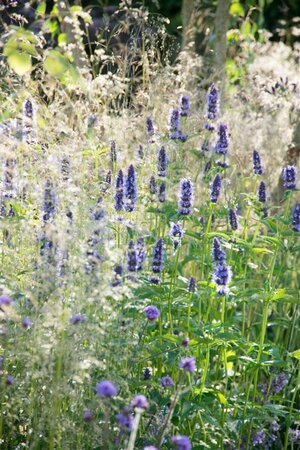 Agastache 'Black Adder' P9 - afbeelding 3