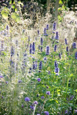 Agastache 'Black Adder' P9 - afbeelding 5