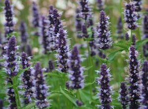 Agastache 'Black Adder' P9 - afbeelding 7