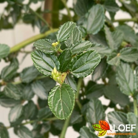 Ceanothus thyrsiflorus repens - afbeelding 1