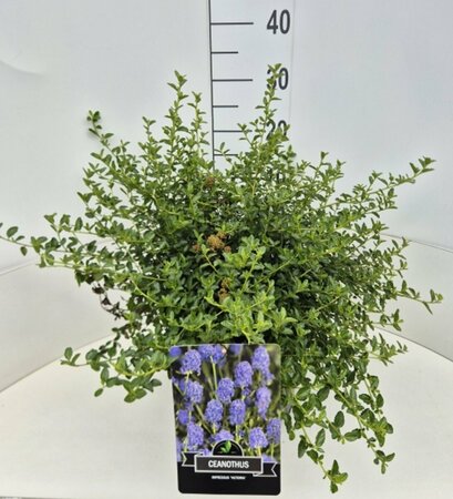 Ceanothus thyrsiflorus repens - afbeelding 3