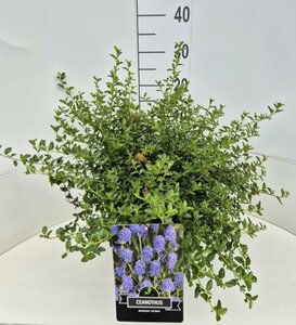 Ceanothus thyrsiflorus repens - afbeelding 3