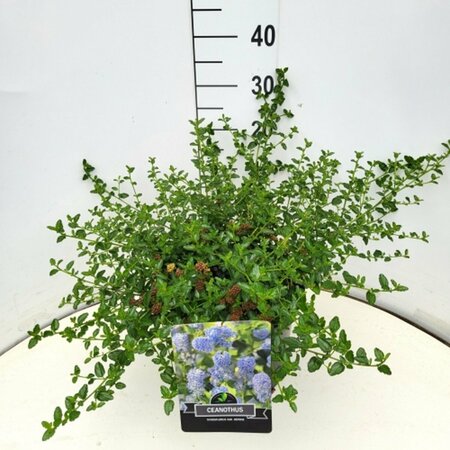 Ceanothus thyrsiflorus repens - afbeelding 4