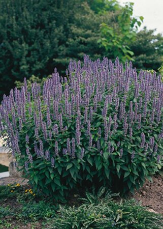 Agastache 'Blue Fortune' P9 - afbeelding 8