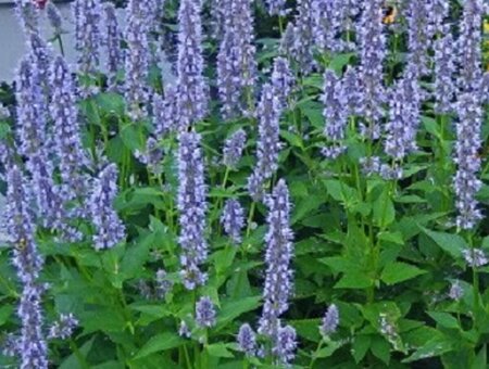 Agastache 'Blue Fortune' P9 - afbeelding 7