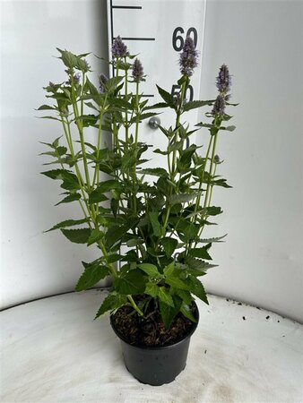 Agastache 'Blue Fortune' P9 - afbeelding 9