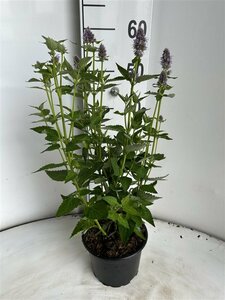 Agastache 'Blue Fortune' P9 - afbeelding 9