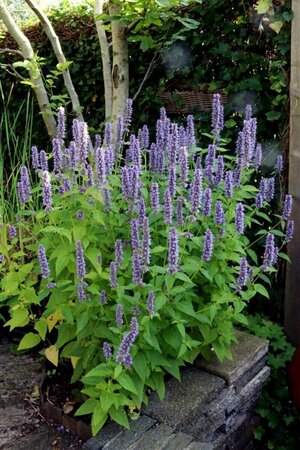 Agastache 'Blue Fortune' P9 - afbeelding 6