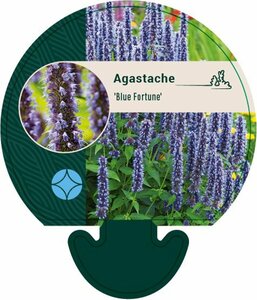 Agastache 'Blue Fortune' P9 - afbeelding 3
