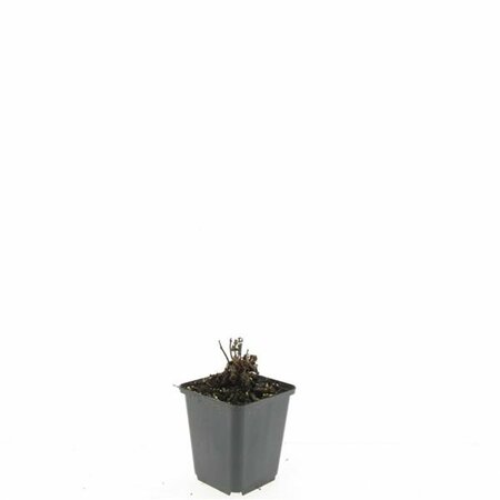 Agastache 'Blue Fortune' P9 - afbeelding 2