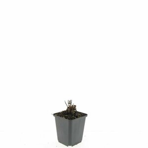 Agastache 'Blue Fortune' P9 - afbeelding 2