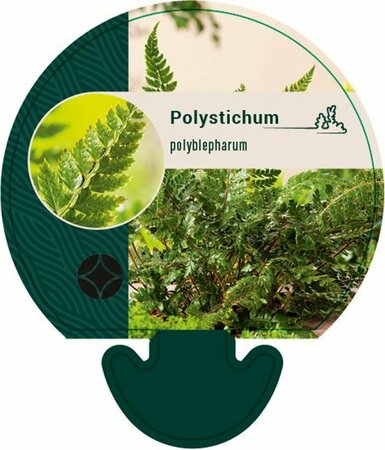 Polystichum polyblepharum P11 - afbeelding 5