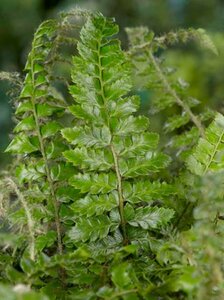 Polystichum polyblepharum P11 - afbeelding 7