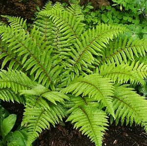 Polystichum polyblepharum P11 - afbeelding 8
