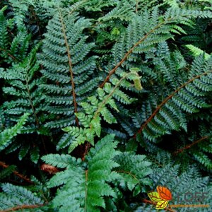 Polystichum polyblepharum P11 - afbeelding 2