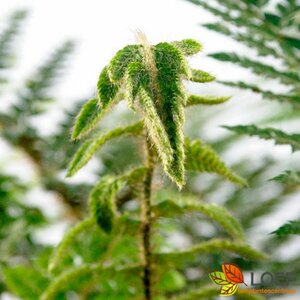 Polystichum polyblepharum P11 - afbeelding 3