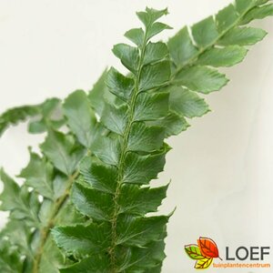 Polystichum polyblepharum P11 - afbeelding 4