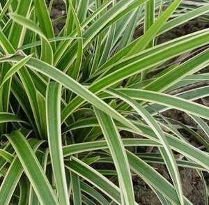 Carex morrowii 'Ice Dance' P9 - afbeelding 14