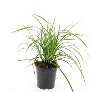 Carex morrowii 'Ice Dance' P9 - afbeelding 3