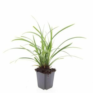 Carex morrowii 'Ice Dance' P9 - afbeelding 3