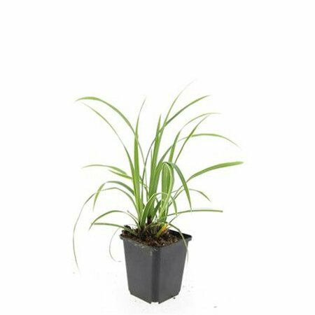 Carex morrowii 'Ice Dance' P9 - afbeelding 2