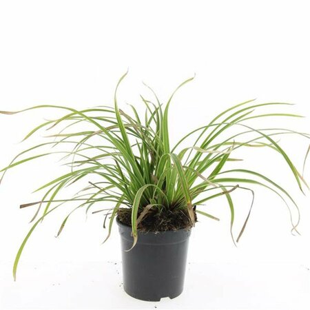Carex morrowii 'Ice Dance' P9 - afbeelding 2
