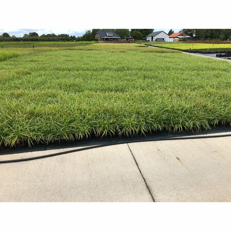 Carex morrowii 'Ice Dance' P9 - afbeelding 7