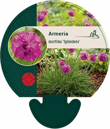Armeria maritima 'Splendens' P9 - afbeelding 1