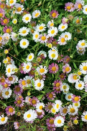 Erigeron karvinskianus P9 - afbeelding 5