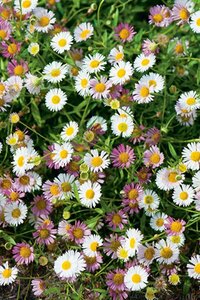 Erigeron karvinskianus P9 - afbeelding 5