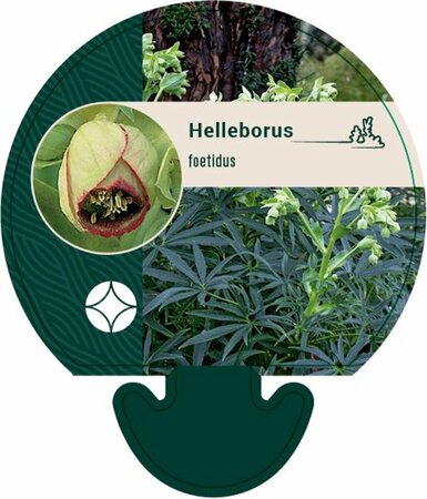Helleborus foetidus P9