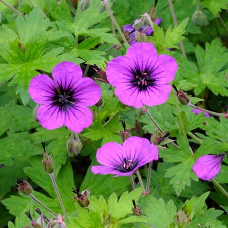 Geranium 'Anne Thomson' P9 - afbeelding 2