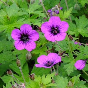 Geranium 'Anne Thomson' P9 - afbeelding 2