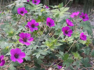 Geranium 'Anne Thomson' P9 - afbeelding 3