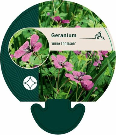 Geranium 'Anne Thomson' P9 - afbeelding 1