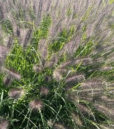 Pennisetum alopecuroides 'Black Beauty' P9 - afbeelding 3