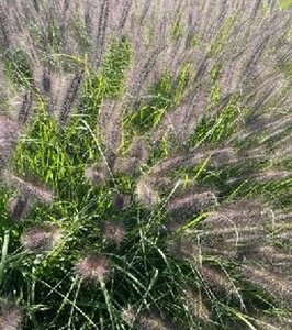 Pennisetum alopecuroides 'Black Beauty' P9 - afbeelding 3