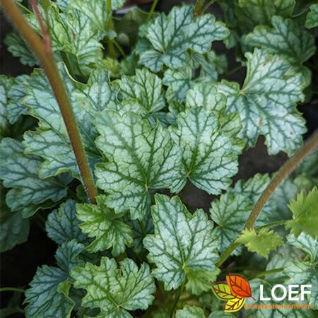 Heuchera 'Paris' P9 - afbeelding 1