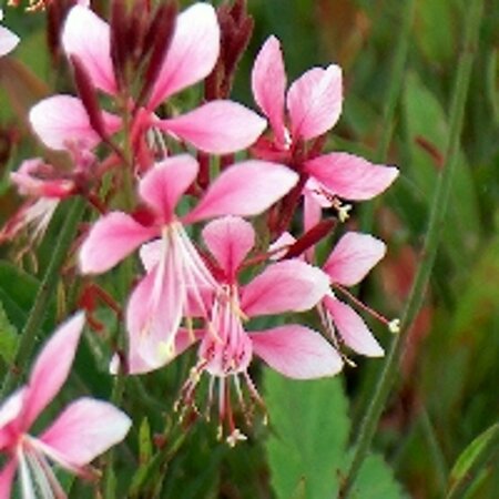 Gaura lindheimeri 'Siskiyou Pink' P9 - afbeelding 5