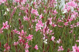 Gaura lindheimeri 'Siskiyou Pink' P9 - afbeelding 2