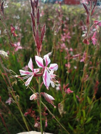 Gaura lindheimeri 'Siskiyou Pink' P9 - afbeelding 8
