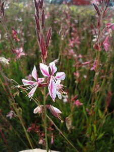 Gaura lindheimeri 'Siskiyou Pink' P9 - afbeelding 8