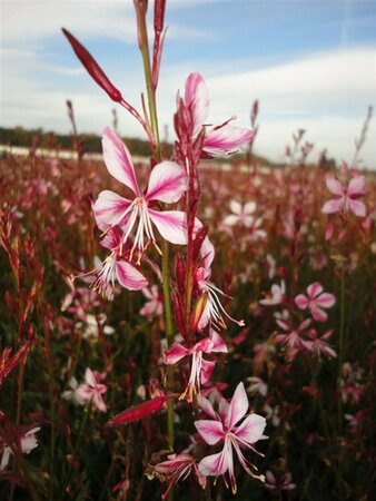 Gaura lindheimeri 'Siskiyou Pink' P9 - afbeelding 7