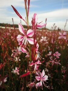 Gaura lindheimeri 'Siskiyou Pink' P9 - afbeelding 7