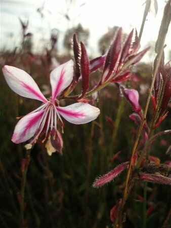 Gaura lindheimeri 'Siskiyou Pink' P9 - afbeelding 6