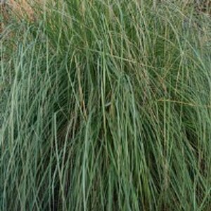 Panicum virgatum 'Heavy Metal' P9 - afbeelding 3