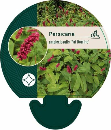 Persicaria amplexicaulis 'Fat Domino' P9 - afbeelding 2
