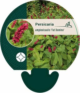Persicaria amplexicaulis 'Fat Domino' P9 - afbeelding 2