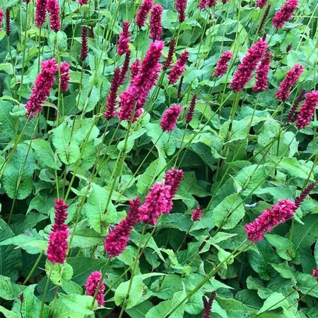 Persicaria amplexicaulis 'Fat Domino' P9 - afbeelding 3