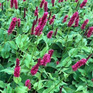 Persicaria amplexicaulis 'Fat Domino' P9 - afbeelding 3